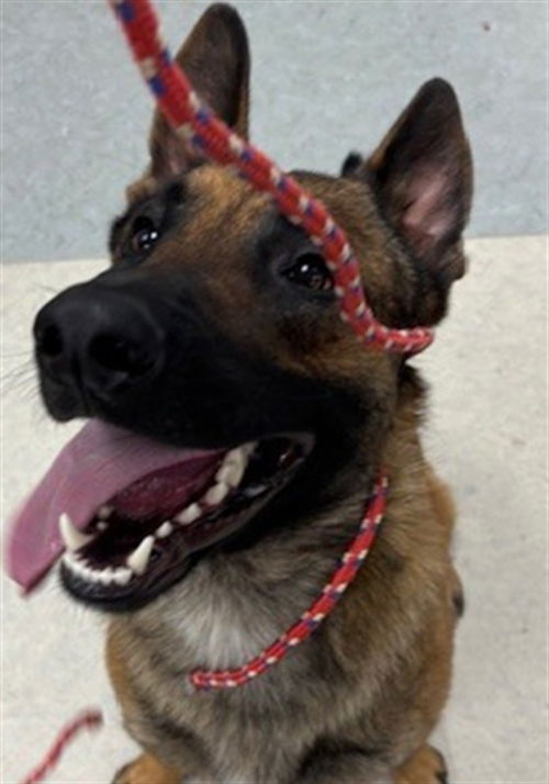 picture of the dog needing adoption