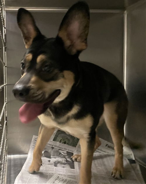 picture of the dog needing adoption