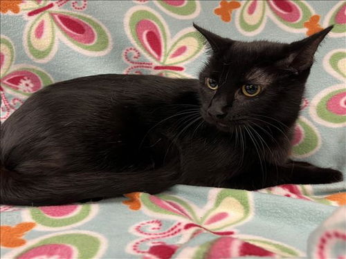 picture of the cat needing adoption