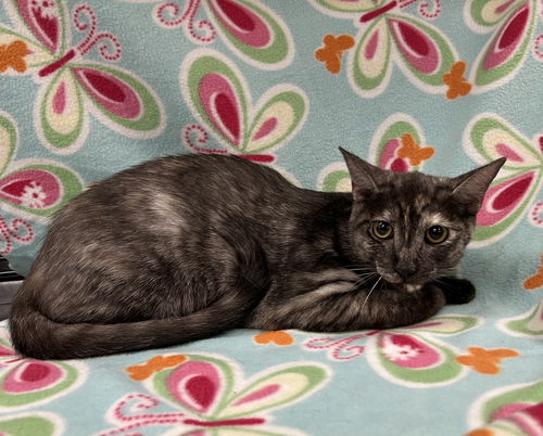 picture of the cat needing adoption