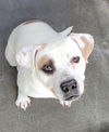 adoptable Dog in Van Nuys, CA named GUERRA