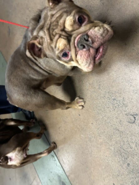 picture of the dog needing adoption