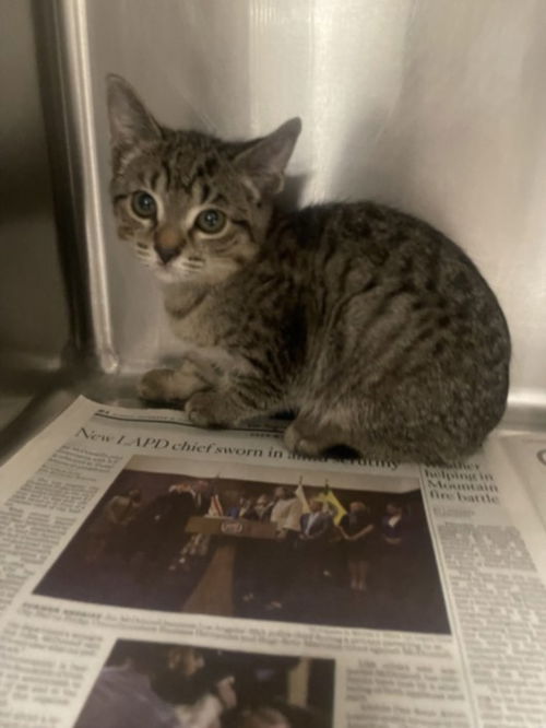 picture of the cat needing adoption