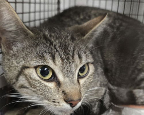 picture of the cat needing adoption