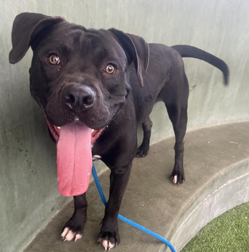 adoptable Dog in Van Nuys, CA named SHAKO
