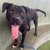 adoptable Dog in Van Nuys, CA named SHAKO