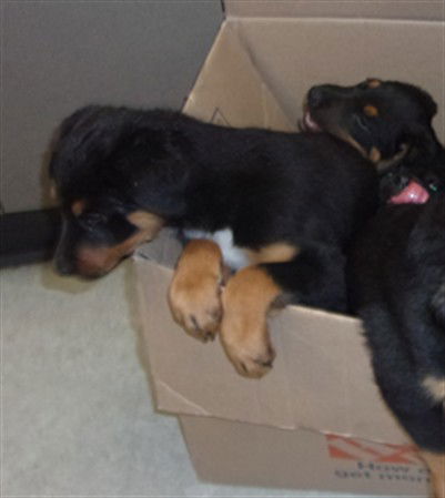 picture of the dog needing adoption