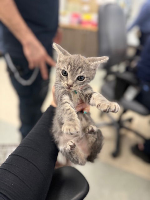 picture of the cat needing adoption