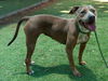 adoptable Dog in van nuys, CA named BELLA