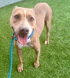 adoptable Dog in van nuys, CA named BELLA