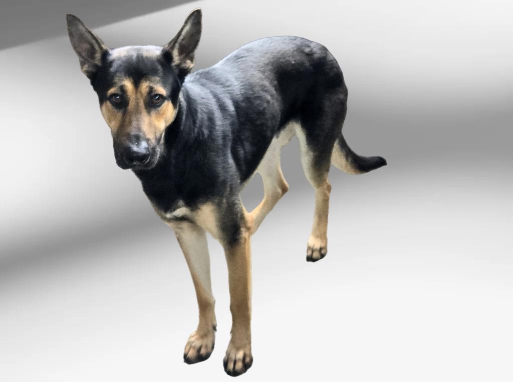 adoptable Dog in Van Nuys, CA named BO