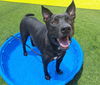 adoptable Dog in Van Nuys, CA named POPEYE