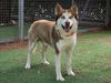 adoptable Dog in Van Nuys, CA named HUSTON