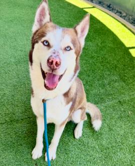 adoptable Dog in Van Nuys, CA named HUSTON