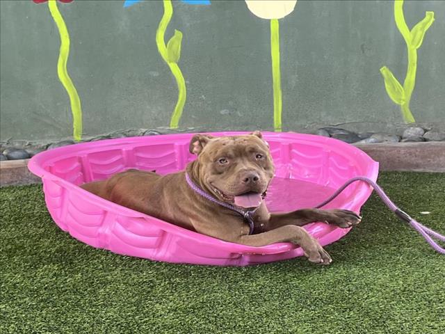 adoptable Dog in Van Nuys, CA named DOZER