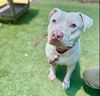adoptable Dog in Van Nuys, CA named KANE