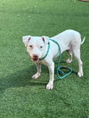 adoptable Dog in Van Nuys, CA named NALA
