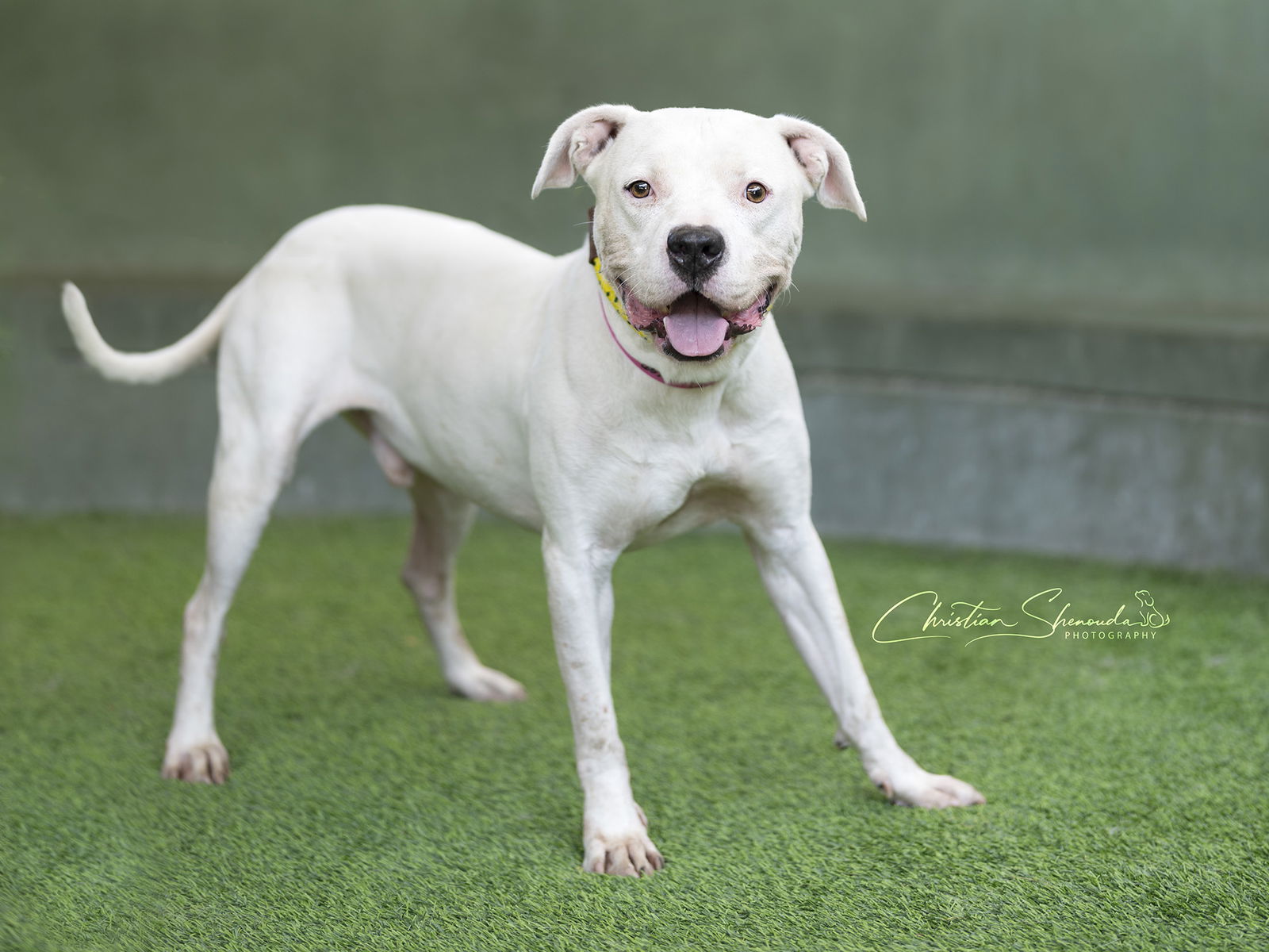 adoptable Dog in Van Nuys, CA named RODNEY