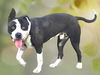 adoptable Dog in Van Nuys, CA named SCAR
