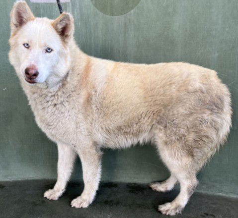 adoptable Dog in Van Nuys, CA named COCO