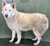 adoptable Dog in Van Nuys, CA named COCO
