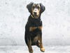 adoptable Dog in Van Nuys, CA named GOOD BOY