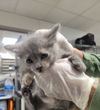 adoptable Cat in van nuys, CA named A2200293
