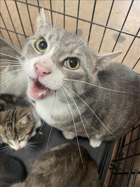 adoptable Cat in Van Nuys, CA named LEVI