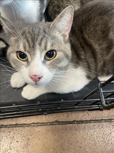 adoptable Cat in Van Nuys, CA named HARLEY