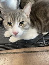adoptable Cat in Van Nuys, CA named HARLEY