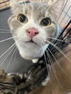 adoptable Cat in Van Nuys, CA named MARLEY