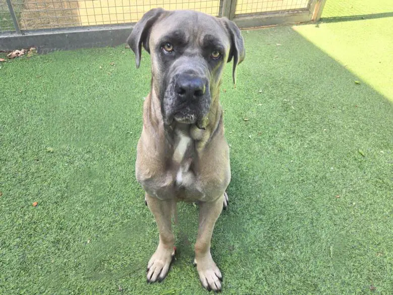 Mouse - Mastiff