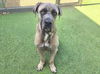 adoptable Dog in Van Nuys, CA named MOUSE