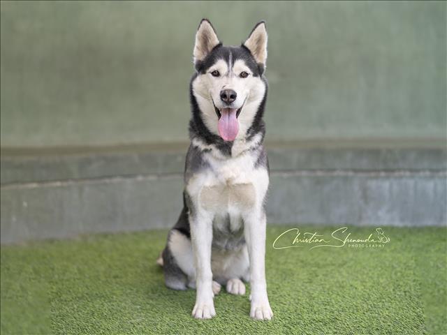 adoptable Dog in Van Nuys, CA named BELLY