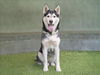 adoptable Dog in van nuys, CA named BELLY