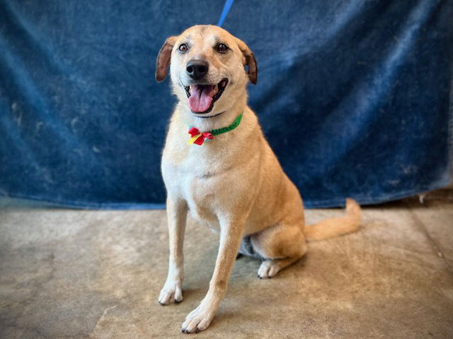 adoptable Dog in Van Nuys, CA named LUNA