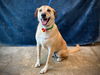 adoptable Dog in  named LUNA