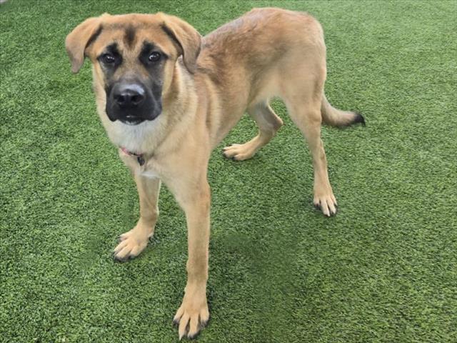 adoptable Dog in Van Nuys, CA named NIGEL