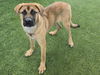 adoptable Dog in Van Nuys, CA named NIGEL