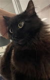 adoptable Cat in Van Nuys, CA named MIRA