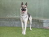 adoptable Dog in Van Nuys, CA named LAGOON