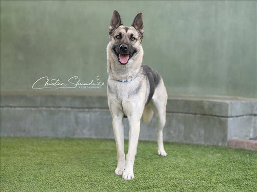 LAGOON - German Shepherd Dog available for adoption