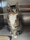 adoptable Cat in Van Nuys, CA named GATO