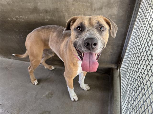 adoptable Dog in Van Nuys, CA named VINY