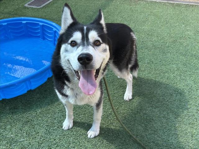 adoptable Dog in Van Nuys, CA named SHAMOO