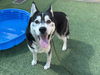 adoptable Dog in  named SHAMOO