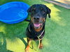 adoptable Dog in  named MAXIMILLION