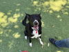 adoptable Dog in  named LINDA