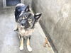 adoptable Dog in Van Nuys, CA named BRUNO