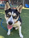 adoptable Dog in  named CANDY GIRL